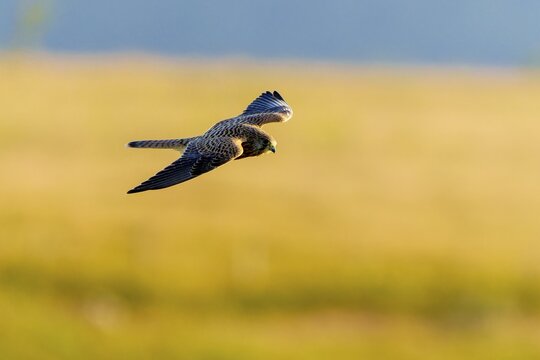 A bird in flight over a landscape, the background shows a yellowish meadow, Kestrel (Falco tinnunculus), wildlife, Vosges, France