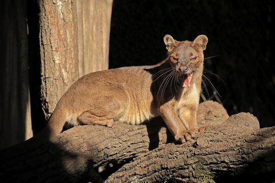 Fossa (Cryptoprocta ferox), ferret cat, adult, sitting, on tree trunk, yawning, captive, Madagascar