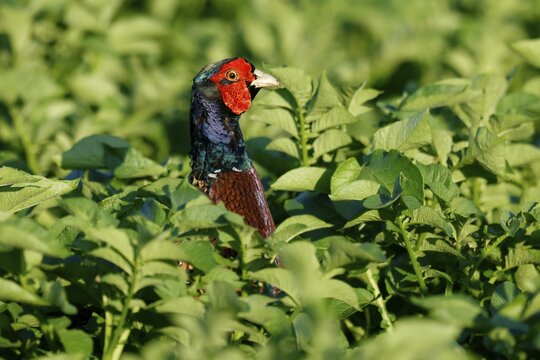 Pheasant (Phasianus colchicus Pheasant) animal portrait, wildlife, Burgenland, Austria