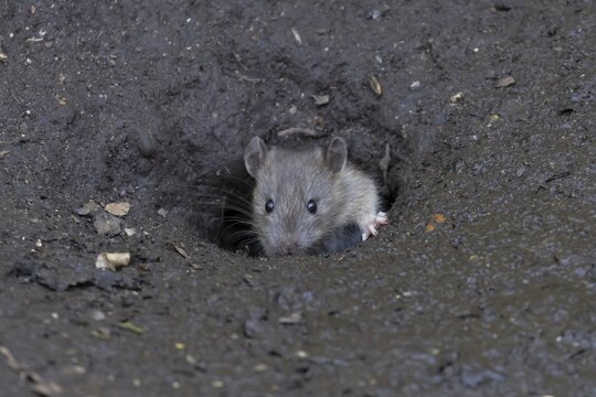 Brown rat (Rattus norvegicus) adult rodent animal emerging from a burrow hole entrance, England, United Kingdom