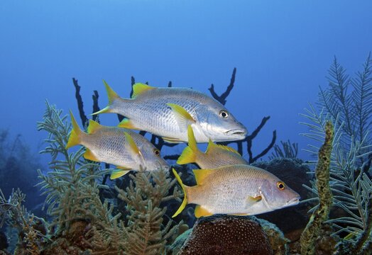 Small school of schoolmaster snapper (Lutjanus apodus), Caribbean Sea near Maria la Gorda, Pinar del R&iacute;o Province, Caribbean, Cuba