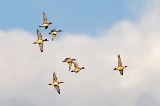 Eurasian wigeon (Anas penelope) in flight, Lembruch, Lower Saxony, Germany