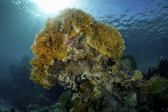 Mesh fire coral, net fire coral (Millepora dichotoma) in backlight, dive site House Reef, Mangrove Bay, El Quesir, Red Sea, Egypt