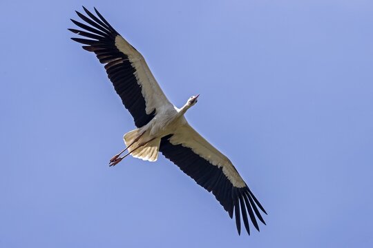 White Stork (Ciconia ciconia) in flight, Germany