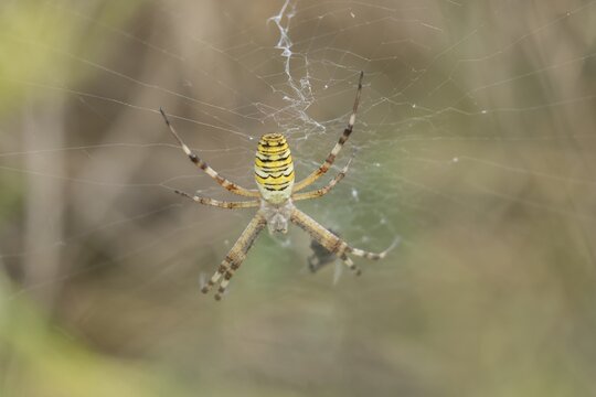 Wasp spider (Argiope bruennichi) adult arachnid resting in its web in summer, England, United Kingdom