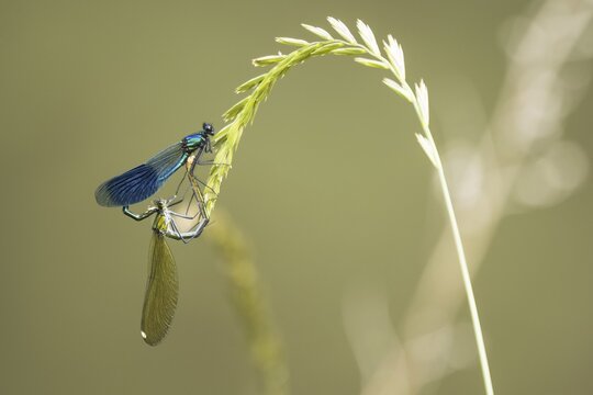 Banded demoiselles (calopteryx splendens) mating wheel on blade of grass, Hesse, Germany