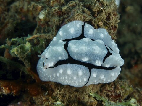 White nudibranch with black lines, Shireen's Phyllidiopsis (Phyllidiopsis shireenae) surrounded by algae, dive site Prapat, Penyapangan, Bali, Indonesia