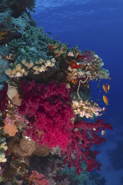 Klunzinger's tree coral (Dendronephthya klunzingeri) and group of sea goldie (Pseudanthias squamipinnis), St. Johns reef dive site, Red Sea, Egypt