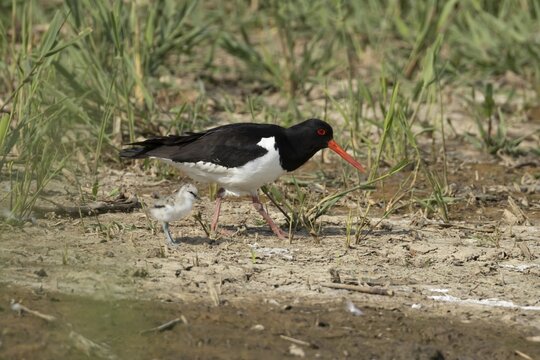 Eurasian oystercatcher (Haematopus ostralegus) adult wading bird seemingly having adopted a Pied avocet (Recurvirostra avosetta) juvenile baby bird on a wetland scrape, RSPB Minsmere nature reserve, Suffolk, England, United Kingdom