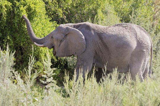 African forest elephant (Loxodonta cyclotis), Namibia