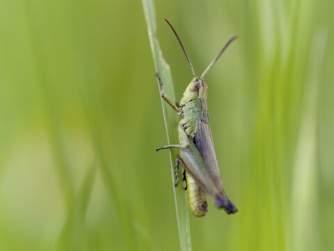 Meadow grasshopper (Chorthippus parallelus), Solms, Hesse