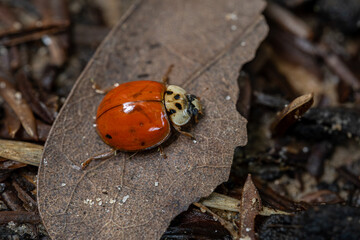 Asian Lady Beetle Crawling on a Dry Leaf © Natalie Rudolph