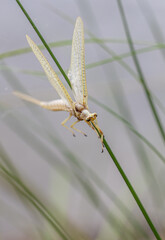 Pale Newly Emerged Damselfly Clinging to a Grass Stem © Natalie Rudolph