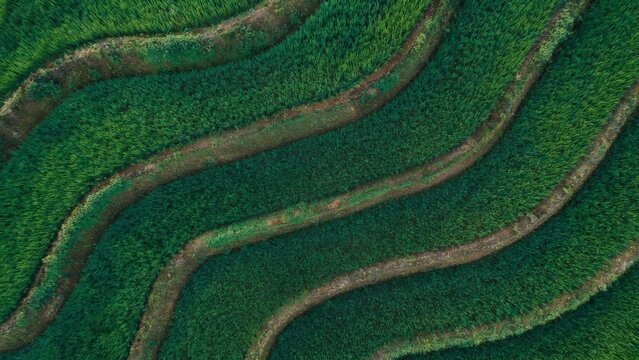 Close up aerial of rice terrace curves, abstract green paddy field lines and earth dikes pattern from above