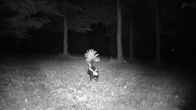 Infrared trail camera footage shows a striped skunk turning around with its tail raised and passing close to the camera in a backyard at night.