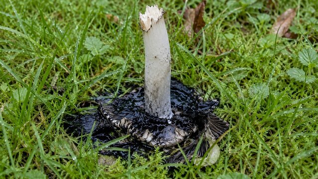A pale fungal stalk rises from a dark wet patch on bright green grass, the surrounding lawn shows dewdrops and varied foliage elements, creating a natural forest ground scene