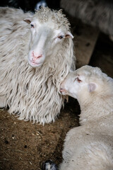 Sheep and lamb together in a farm pen © Maryna