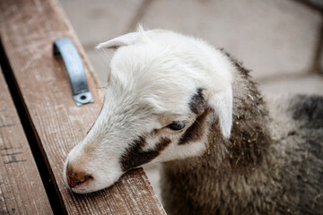 Young lamb rests beside a wooden bench © Maryna