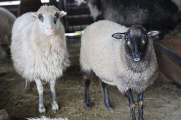 Sheep standing inside a barn © Maryna