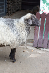 Sheep standing beside a wooden fence © Maryna