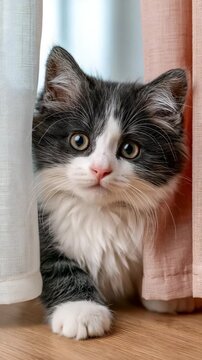 Black and White Kitten Peeking from Behind Curtain, Vertical Video