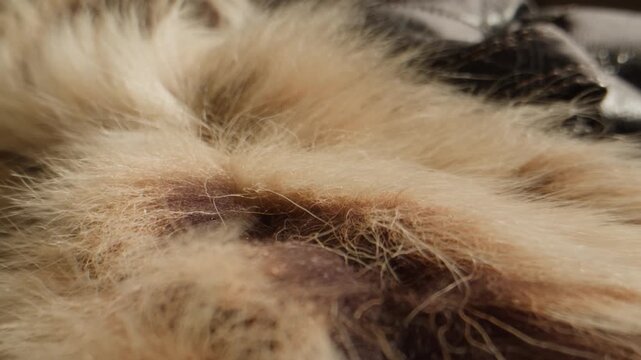 Fox fur texture, close up of fluffy beige and brown natural fur with hand touching, luxury fur collar for winter coat in fur shop from Turkish fur factory production