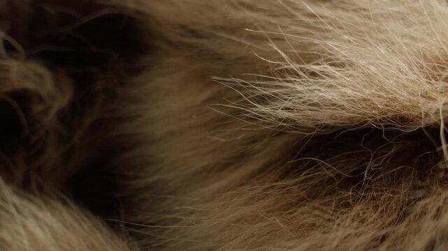 Fox fur texture, close up of fluffy beige and brown natural fur with hand touching, luxury fur collar for winter coat in fur shop from Turkish fur factory production