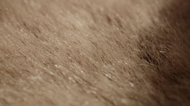 Fox fur texture, close up of fluffy beige and brown natural fur with hand touching, luxury fur collar for winter coat in fur shop from Turkish fur factory production
