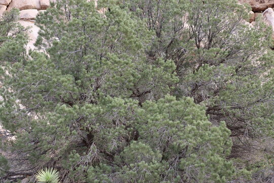 Singleleaf Pinyon, Pinus Monophylla, a magnetic native monoecious tree displaying aging slender dense recticurvilinear cylindric scaled branches during Winter in the Little San Bernardino Mountains.