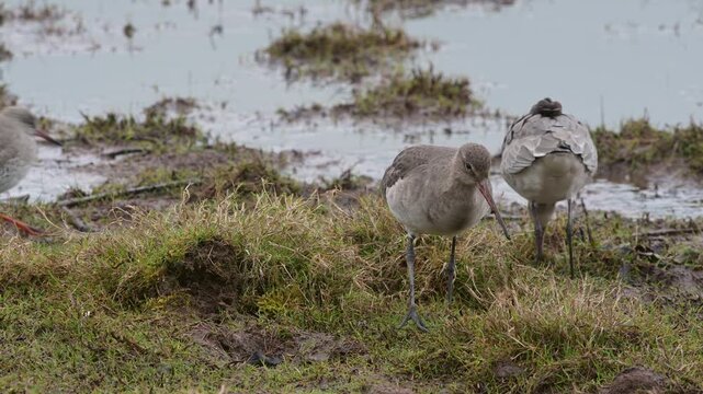 Black-tailed Godwit (Limosa limosa) in environment, Devon, England, United Kingdom