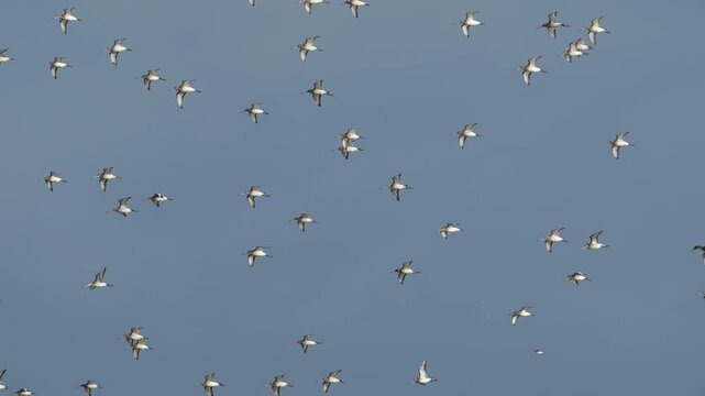 Black-tailed Godwit, Limosa limosa, birds in flight over Marshes, Devon, England, United Kingdom