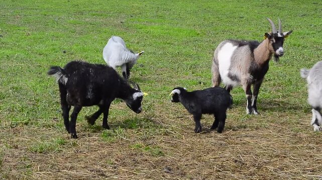 Goats on pasture in Skurup, Scania, Sweden, Scandinavia