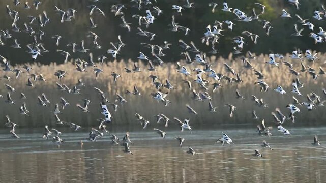 Pied Avocet, Recurvirostra avosetta and Black-tailed Godwit, birds in flight over winter marshes at sunrise