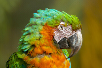 blue and yellow macaw © Mike
