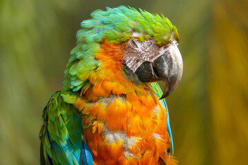 green and yellow macaw © Mike