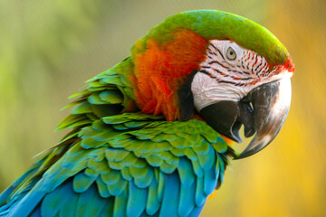 green and yellow macaw © Mike