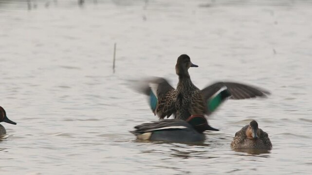 Eurasian Teal, Anas crecca, birds in spring courtship on marshes