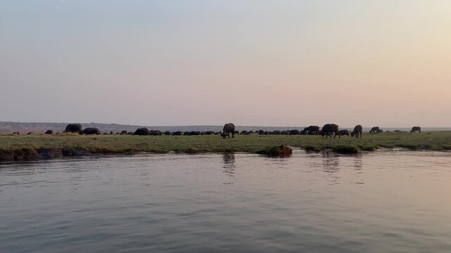 Herd of kaffir buffaloes (Syncerus caffer caffer) on the riverbank at sunset, Kasane, Chobe River, Chobe National Park, Botswana