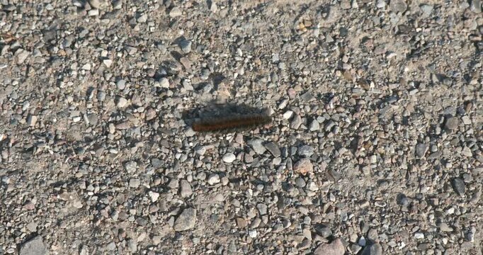 Caterpillar, blackberry moth (Macrothylacia rubi) crawling over a path, Geltinger Birk, Nieby, Schleswig-Holstein, Germany