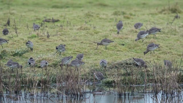 Black-tailed Godwit (Limosa limosa) in environment, Devon, England, United Kingdom