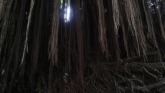 Banyan Tree Aerial Roots Growing Down the Trunk in Tropical Nature &ndash; Ficus benghalensis Video MP4