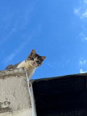 cat on the roof © ريجيم على