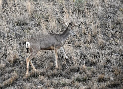 Mule Deer Buck