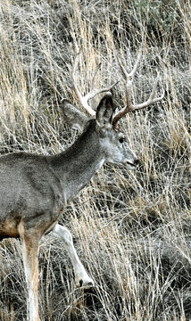 Mule Deer Buck