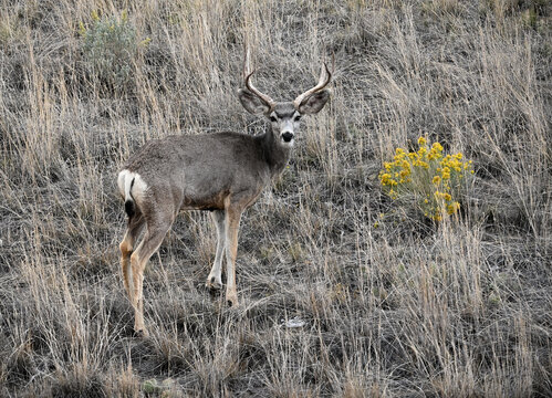 Mule Deer Buck