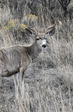 Mule Deer Buck