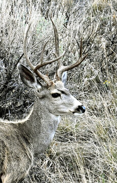 Mule Deer Buck