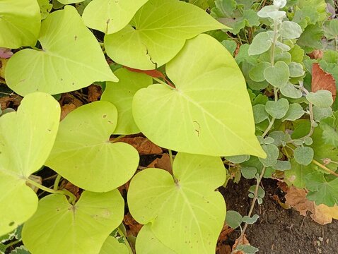Beautiful bright lime green ipomoea batatas leaves close up growing outdoors in a sunny garden, natural botanical background for premium eco friendly commercial designs.
