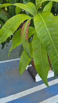 Close up of green mango tree leaves showing signs of disease and leaf blight in a garden