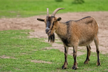 Goat in a clearing © Janusz